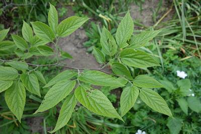 Celtis caucasica